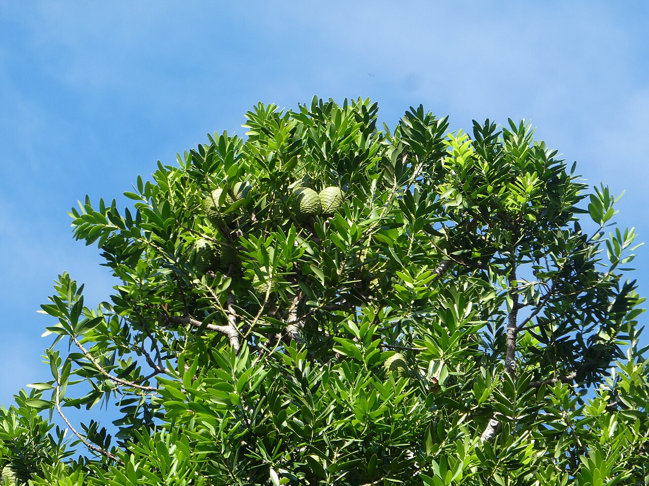 Agathis robusta, Queensland kauri — upright evergreen (Araucariaceae) (image 3 of 10)