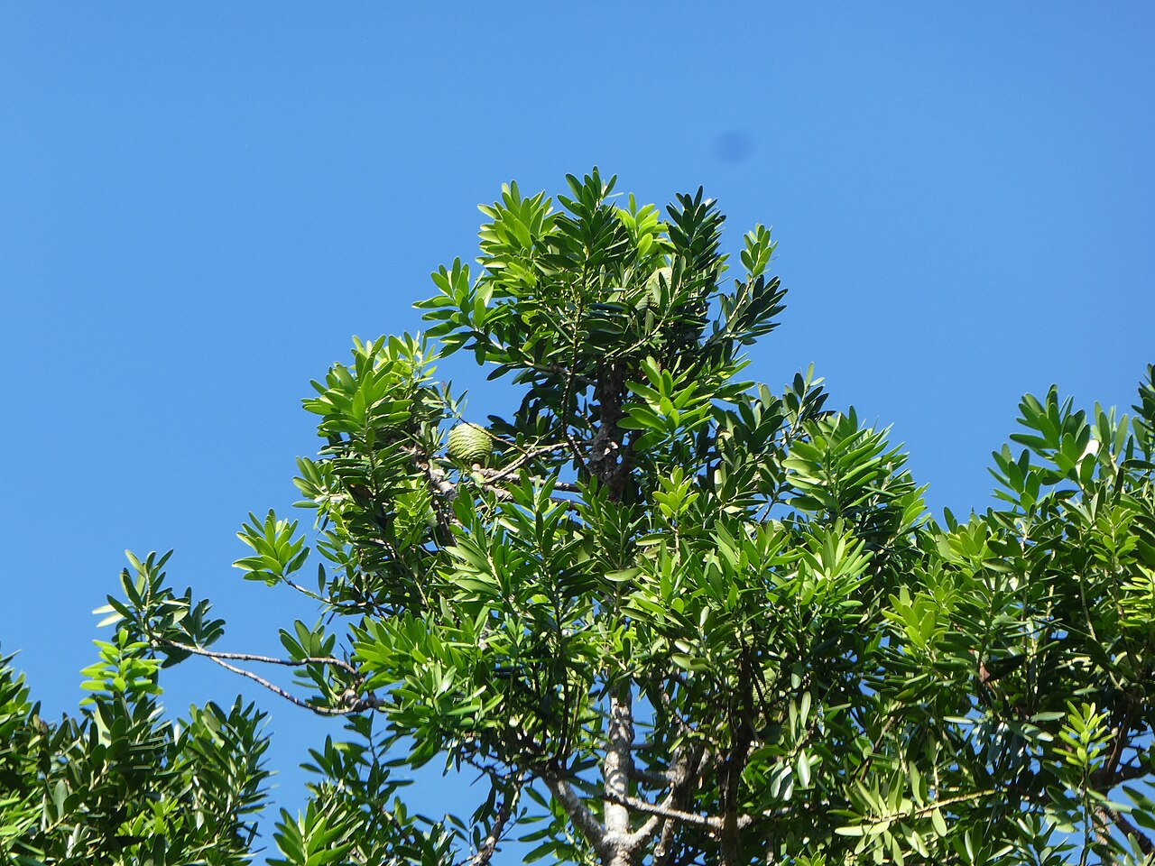 Agathis robusta, Queensland kauri — upright evergreen (Araucariaceae) (image 4 of 10)