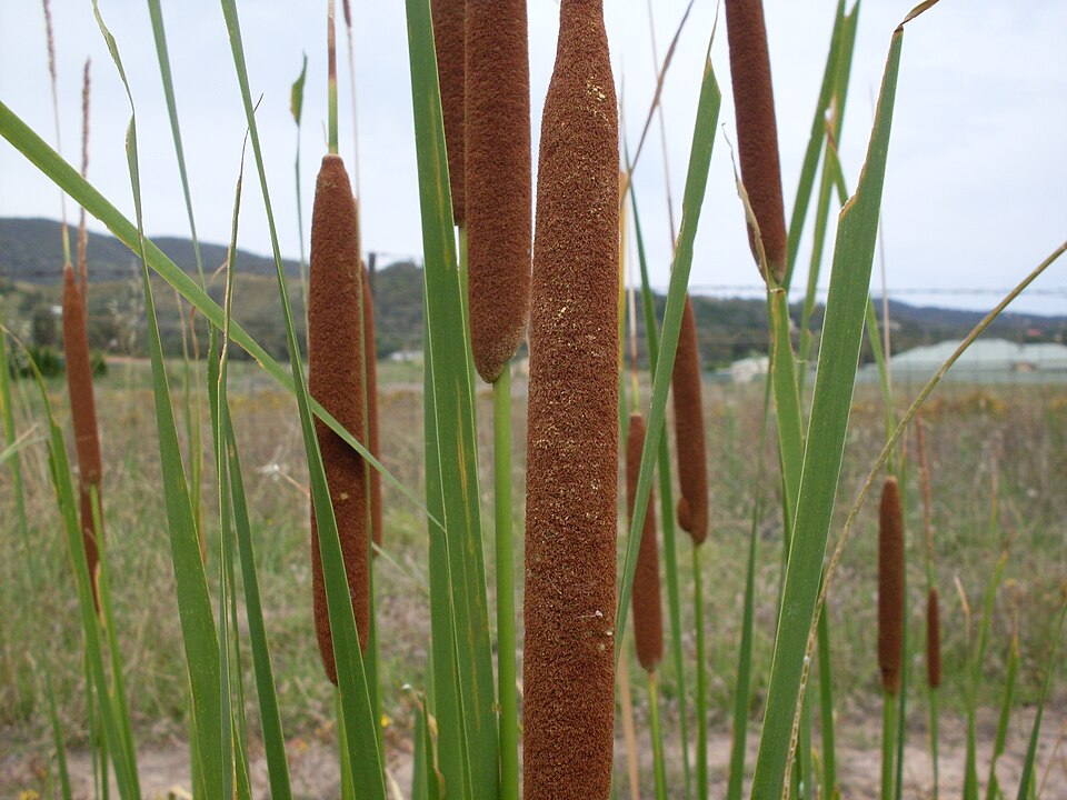 Typha orientalis (Oriental Cattail) (alternate view 6)