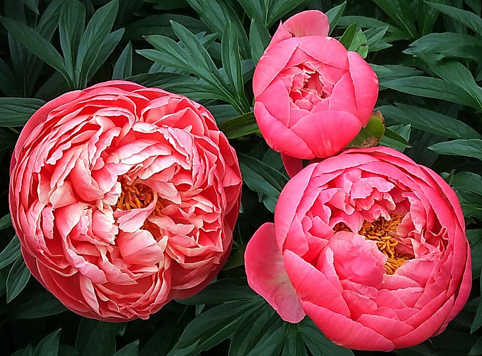Paeonia 'Coral Charm' (Coral Charm Peony) (alternate view 4)