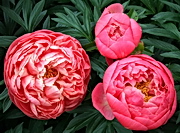 Paeonia 'Coral Charm' (Coral Charm Peony) (alternate view 5)
