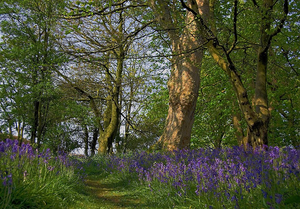 Hyacinthoides non-scripta (bluebell)