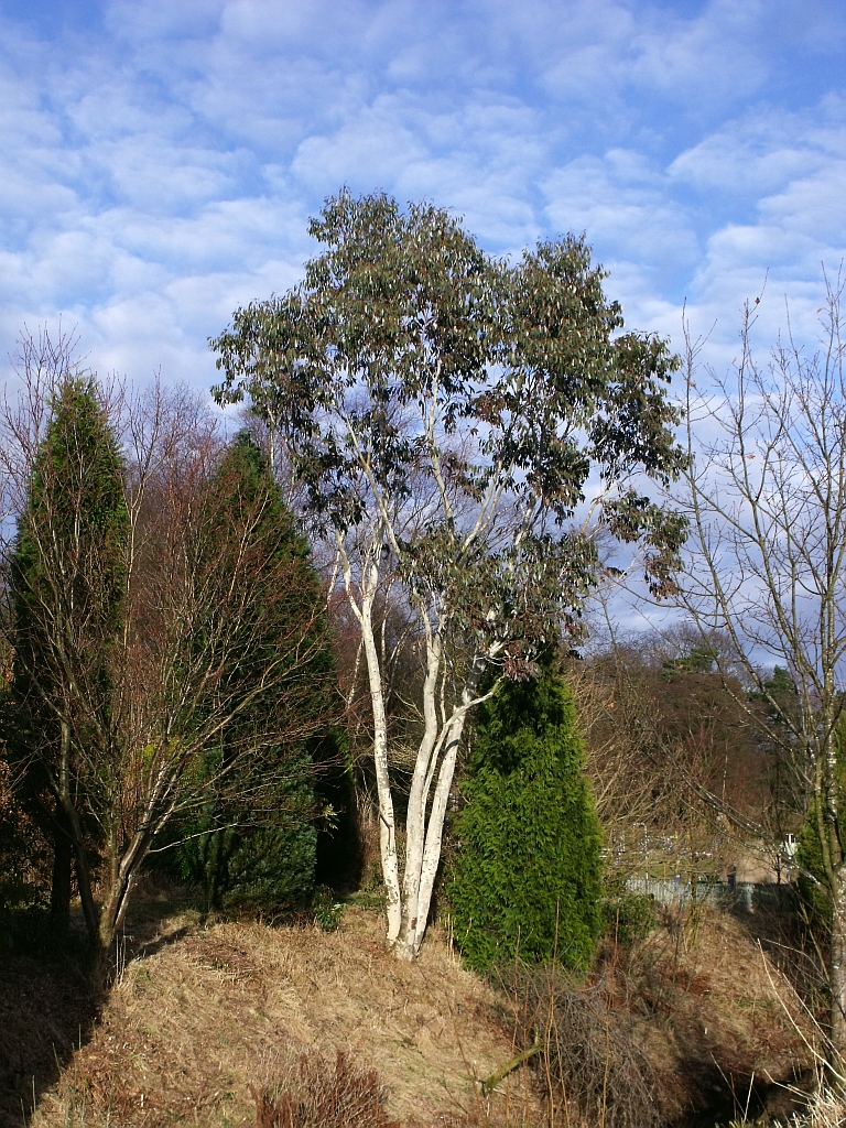 Eucalyptus pauciflora ssp. niphophila (Alpine Snow Gum) (alternate view 8)