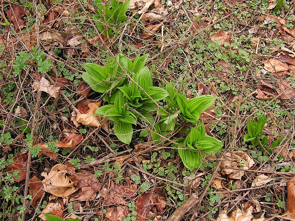 Veratrum viride (green false hellebore)