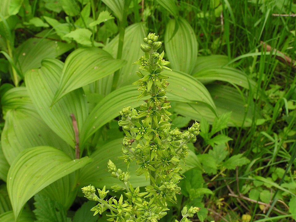 Veratrum viride (green false hellebore)
