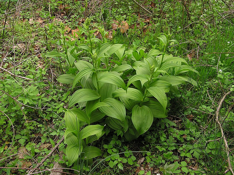 Veratrum viride (green false hellebore)