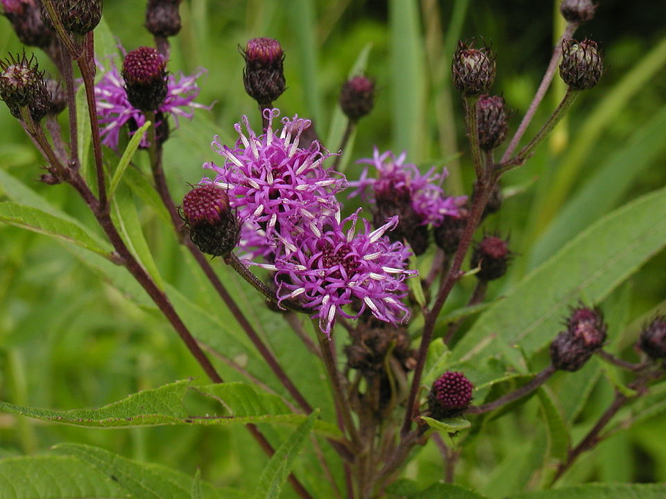 Vernonia noveboracensis (New York Ironweed) (alternate view 5)