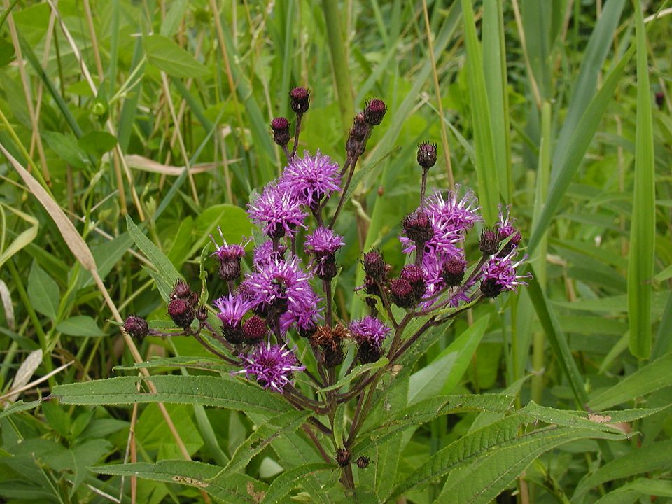 Vernonia noveboracensis (New York Ironweed) (alternate view 6)