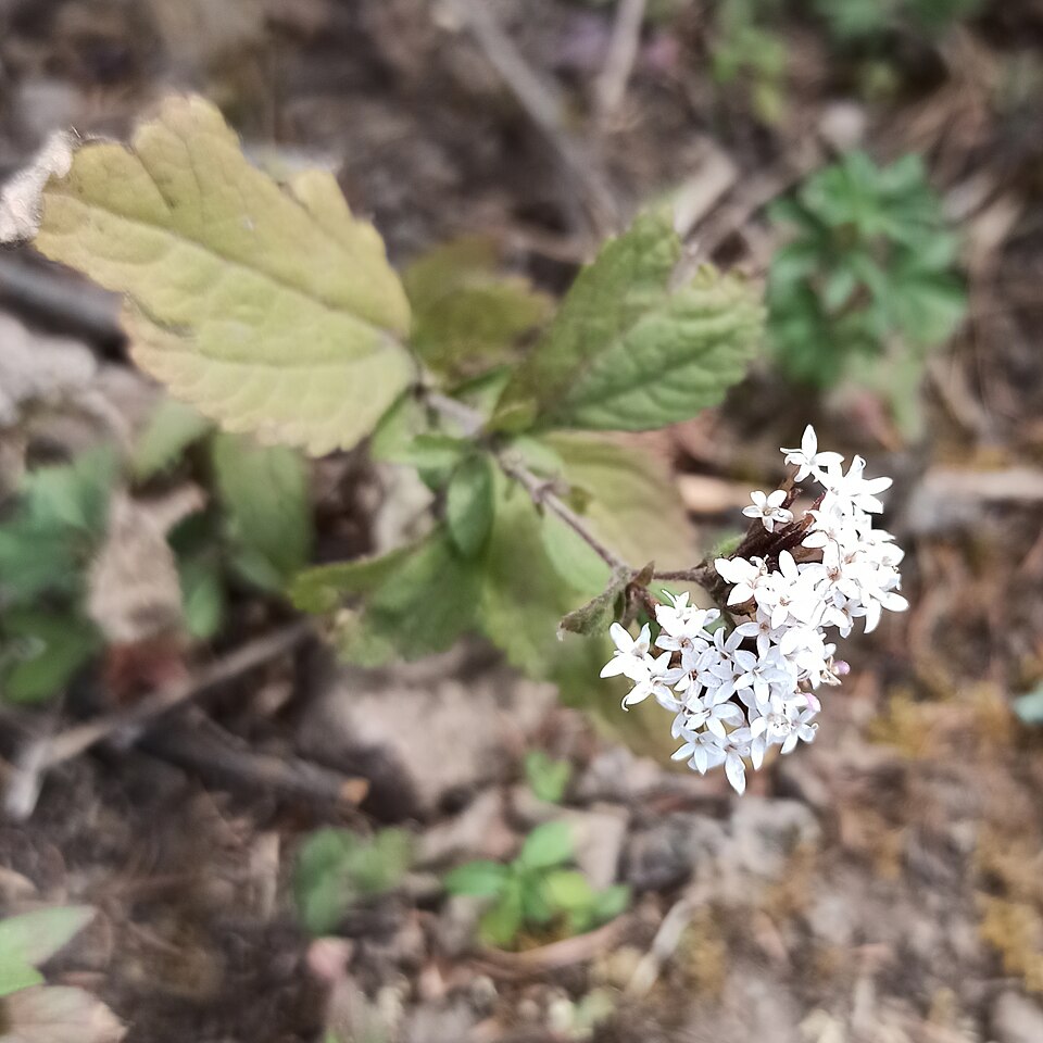 Stevia (alternate view 8)