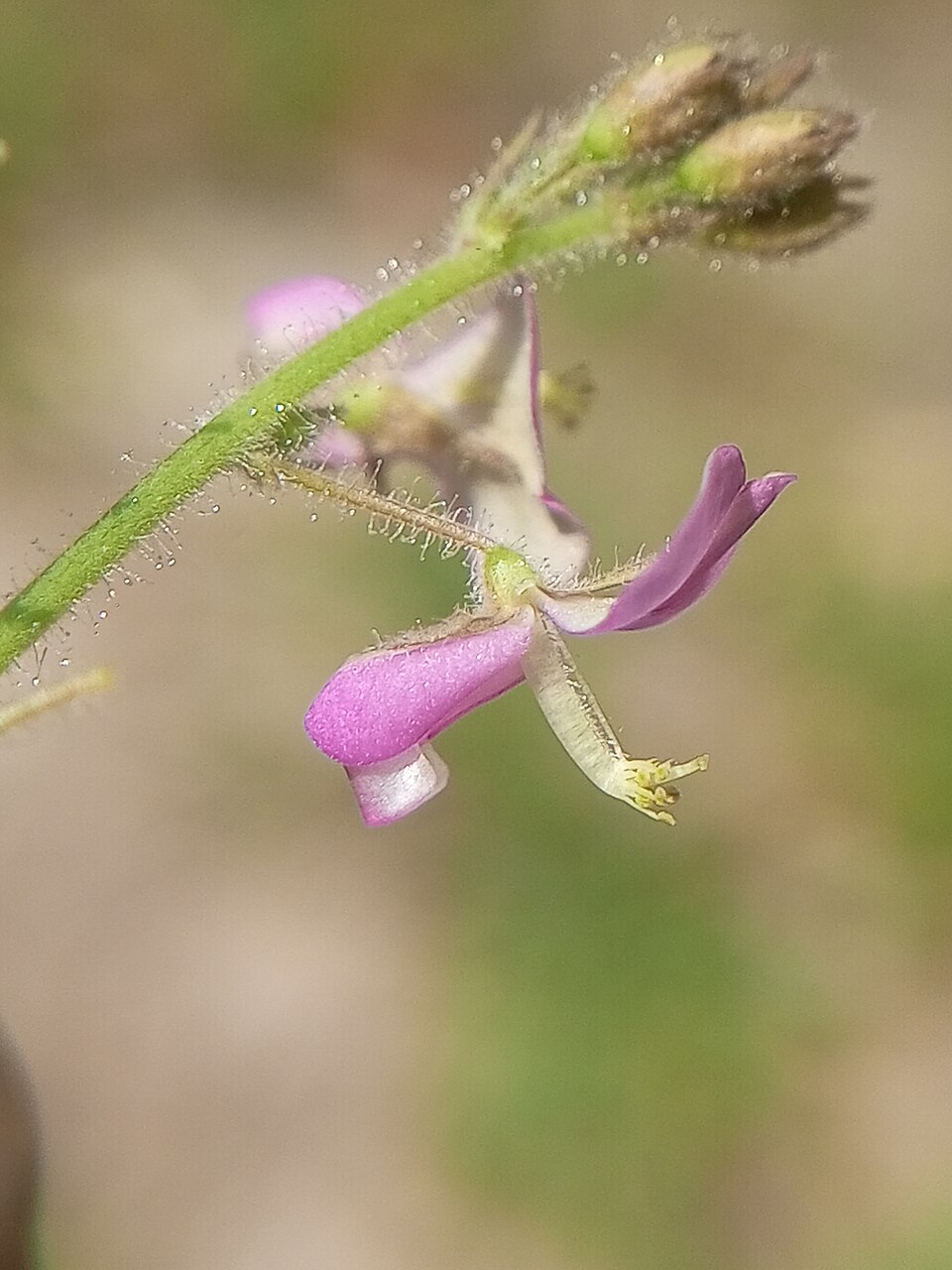 Desmodium (ticktrefoils) (alternate view 9)
