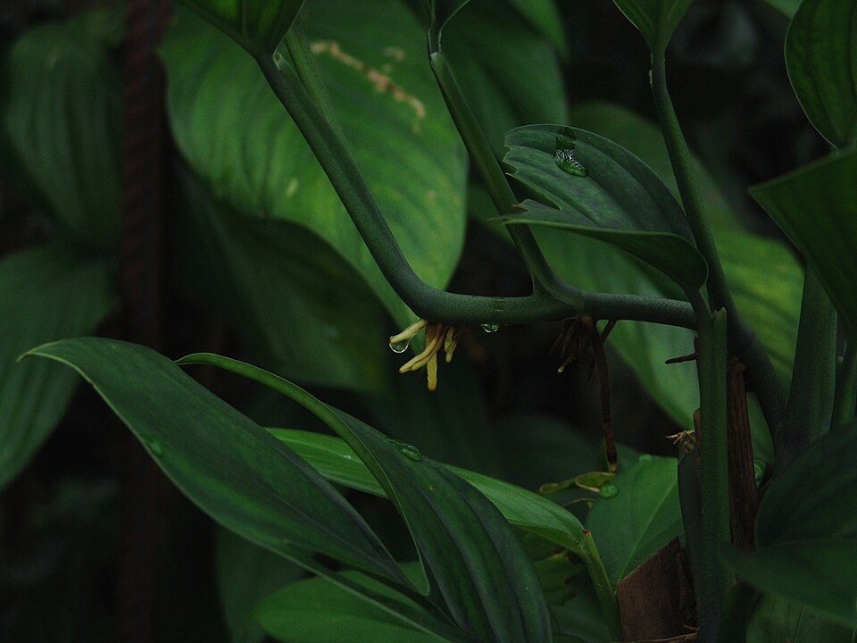 Monstera adansonii (Swiss Cheese Vine) (alternate view 6)