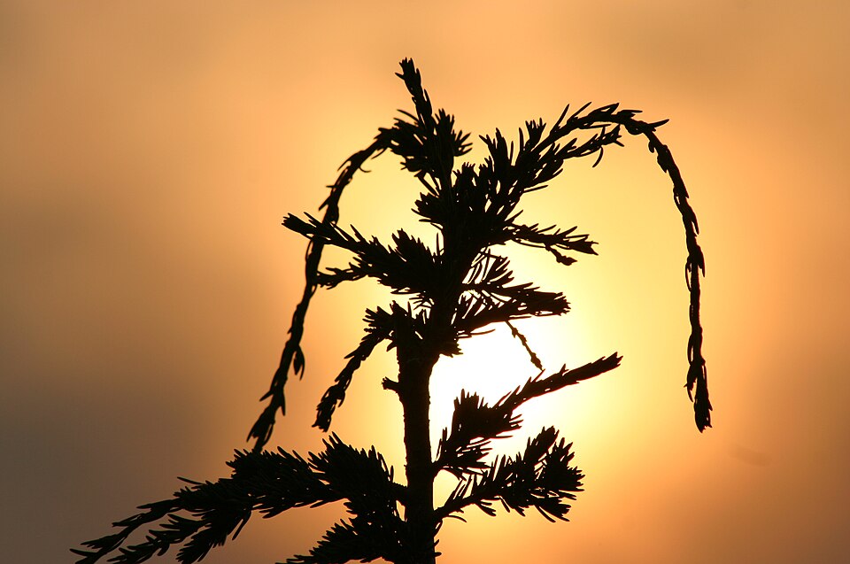 Tsuga mertensiana (mountain hemlock) (alternate view 9)