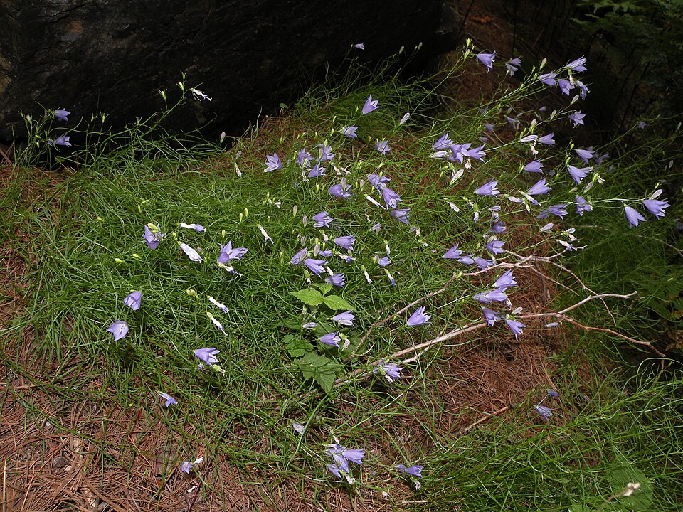 Campanula intercedens (intermediate bellflower) (alternate view 8)