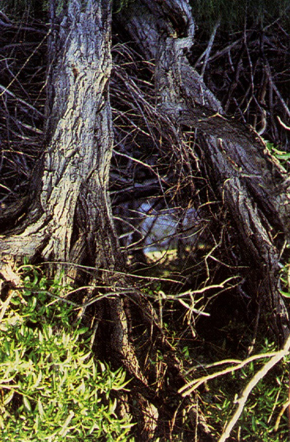 Salix lasiandra (Pacific willow) (alternate view 6)