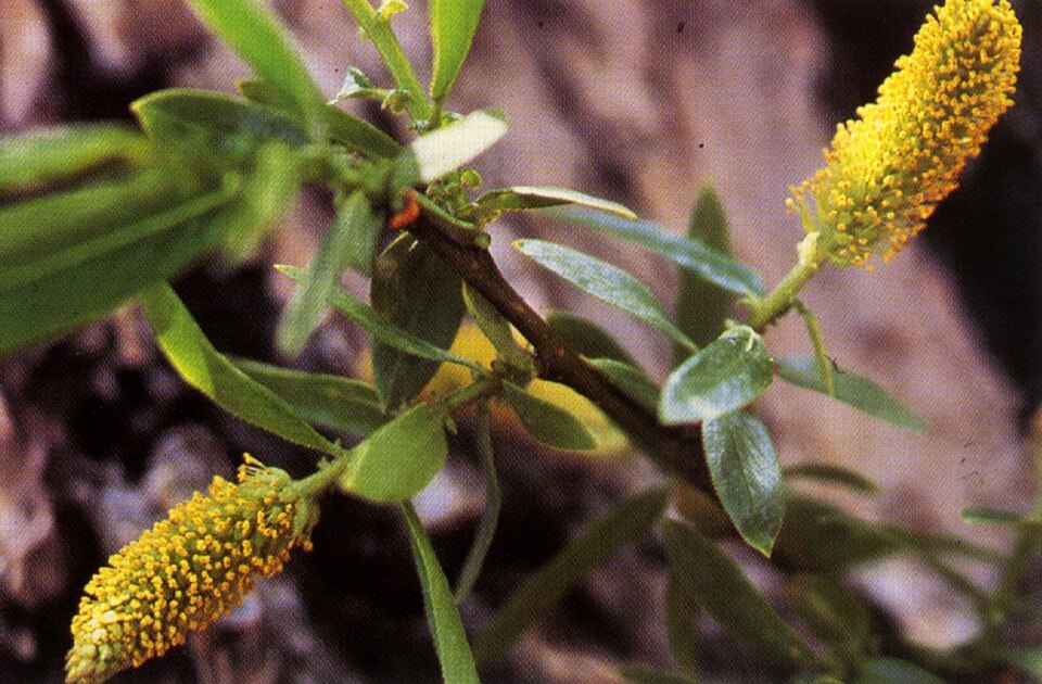 Salix lasiandra (Pacific willow) (alternate view 7)