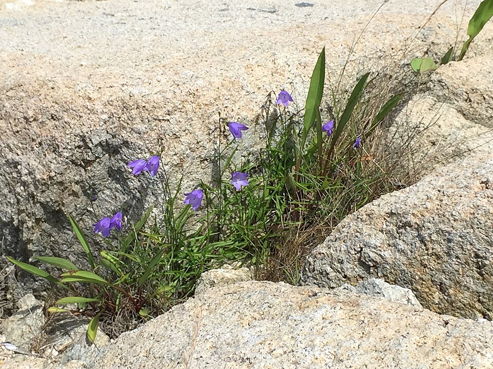 Campanula intercedens (intermediate bellflower) (alternate view 9)