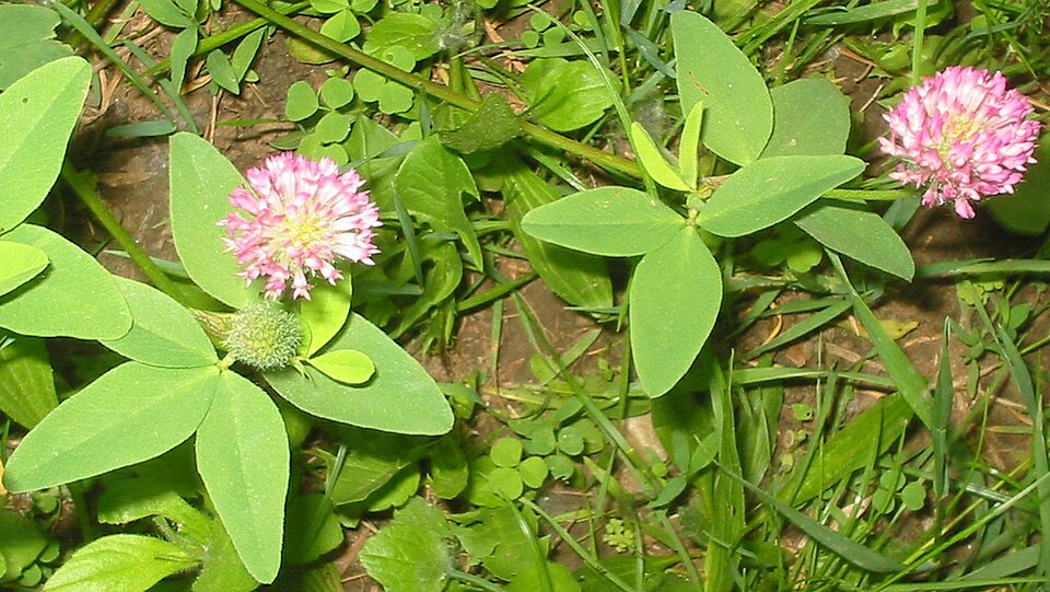 Trifolium medium (Zigzag Clover)