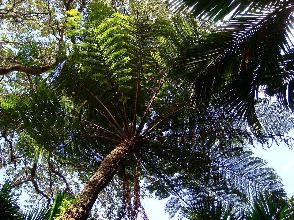 Cyathea (scaly tree ferns) (alternate view 6)