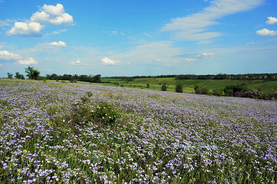 Linum (Flaxes) (alternate view 6)