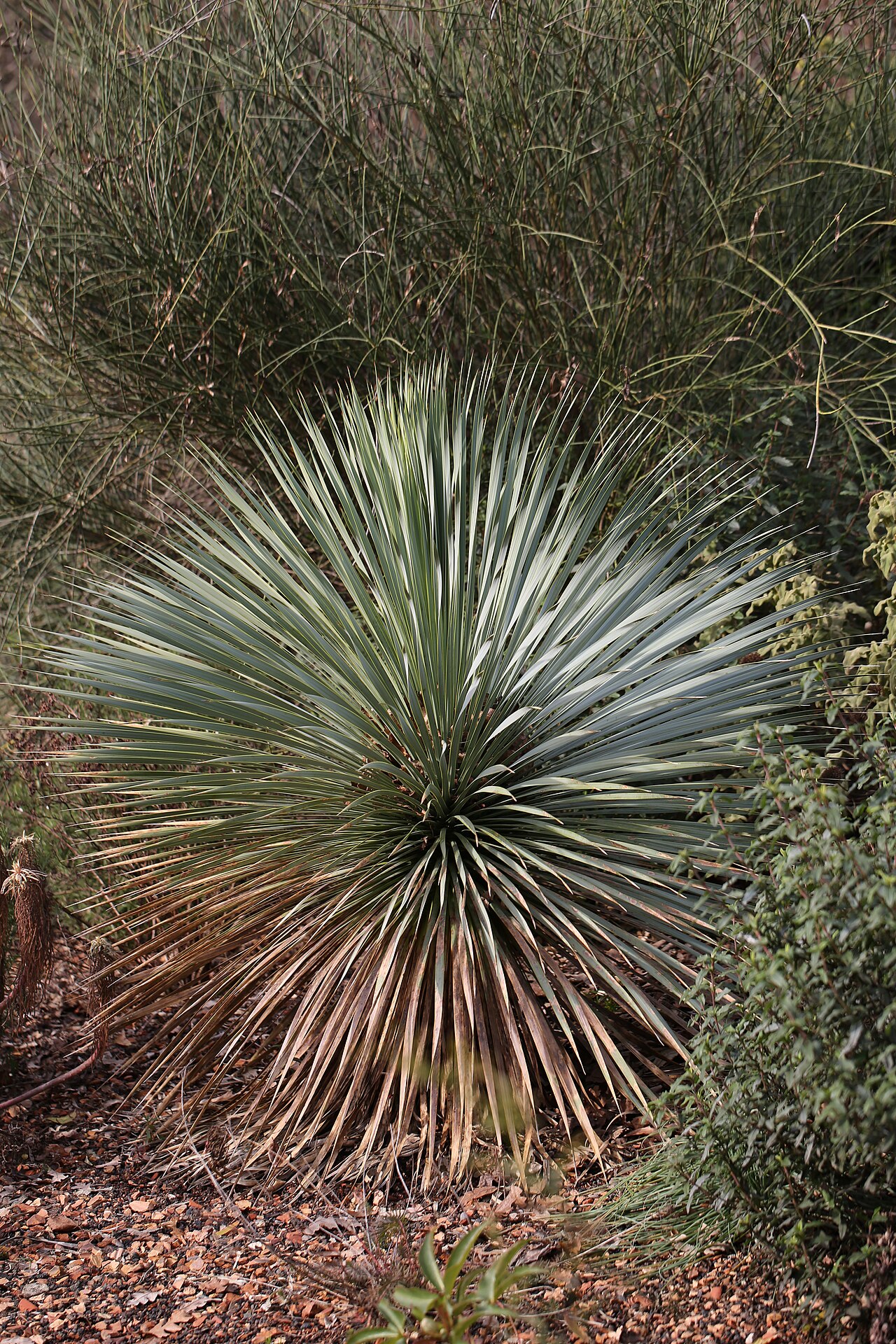 Yucca rostrata, Beaked yucca — upright evergreen (Asparagaceae) (image 9 of 10)