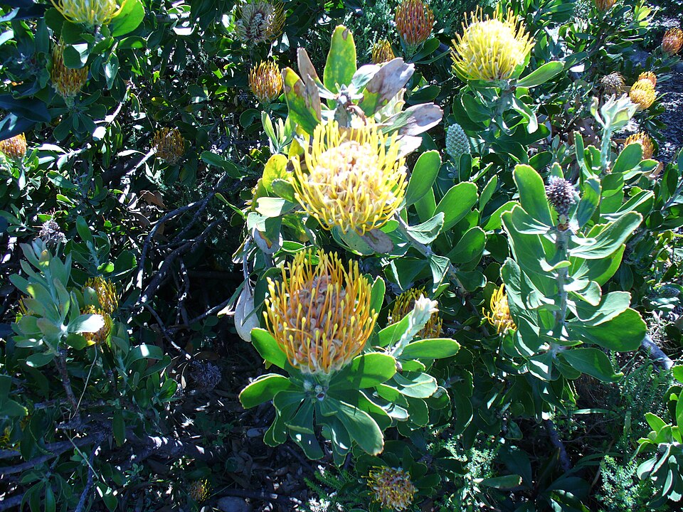 Leucospermum cuneiforme (alternate view 2)