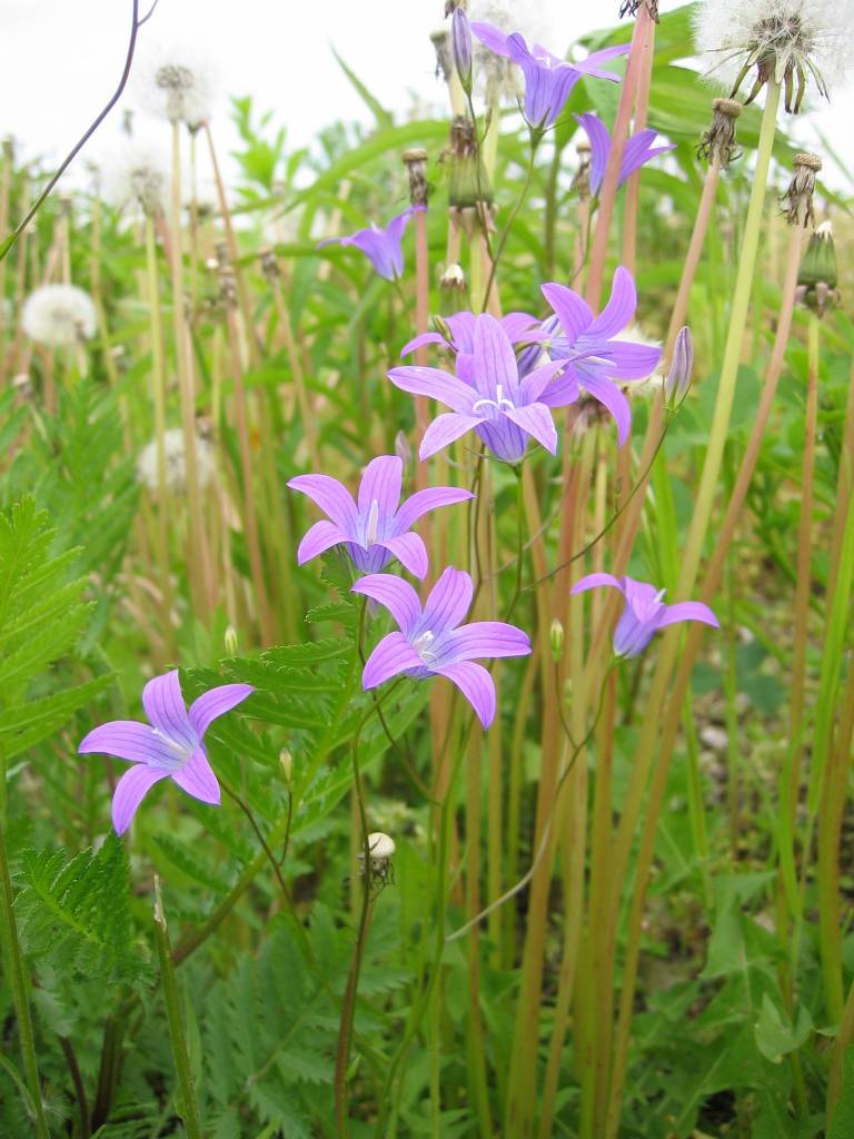 Campanula patula (Spreading Bellflower)