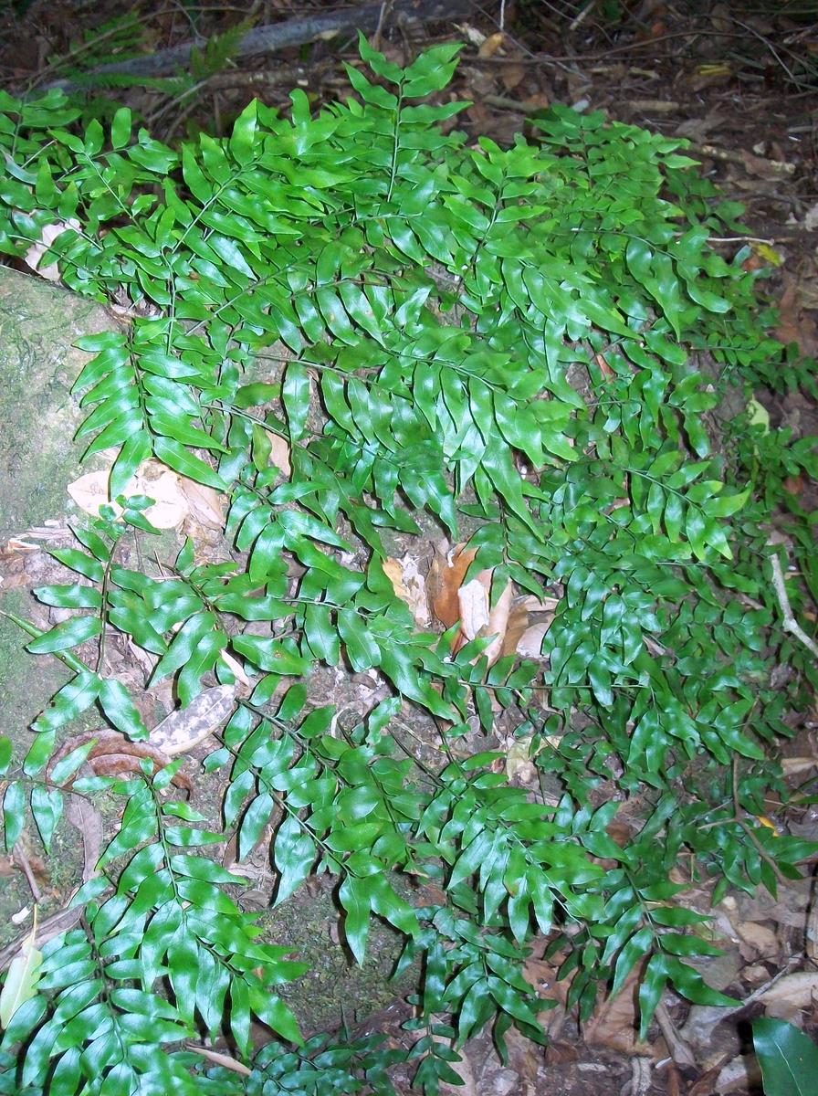 Arthropteris tenella (Climbing Fern) (alternate view 6)