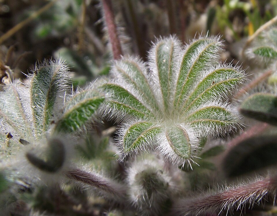 Lupinus concinnus (bajada lupine) (alternate view 2)