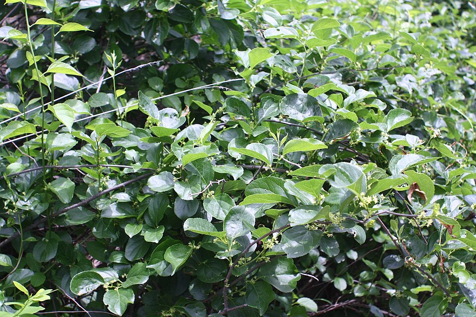 Celastrus orbiculatus (Asian bittersweet)