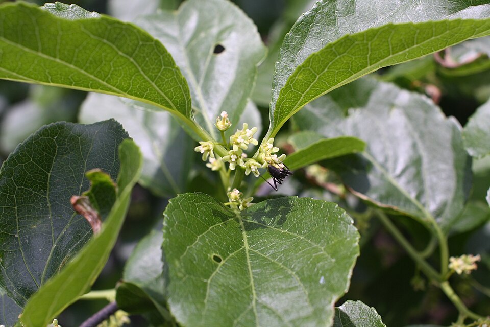 Celastrus orbiculatus (Asian bittersweet)