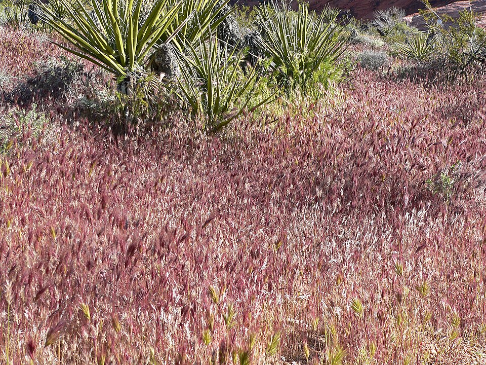 Bromus rubens (Red Brome)