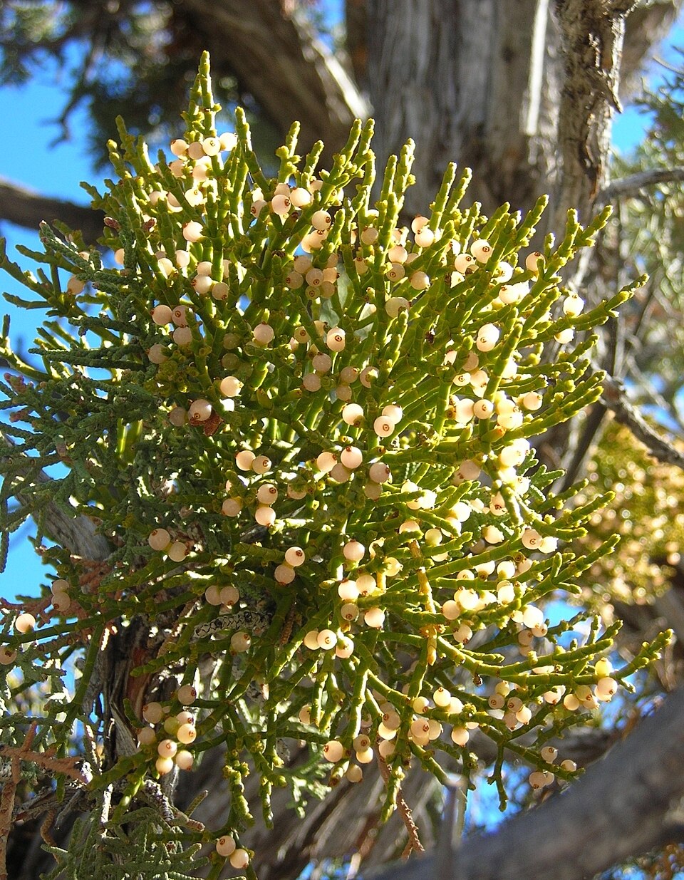 Phoradendron (leafy mistletoes) (alternate view 4)