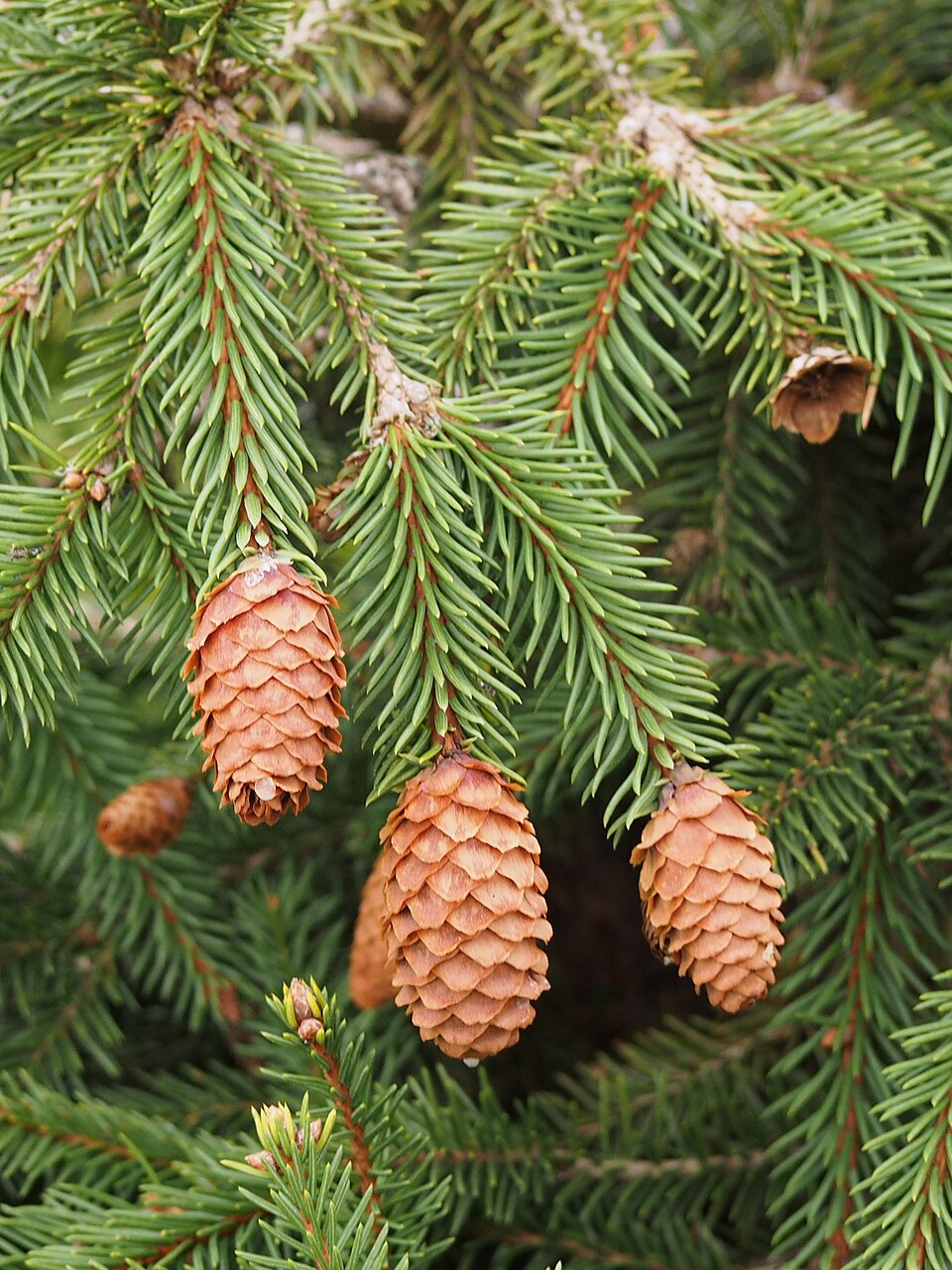 Picea abies 'Pusch' (Pusch Norway Spruce)