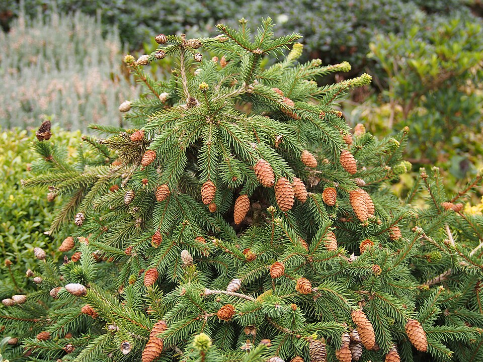 Picea abies 'Pusch' (Pusch Norway Spruce) (alternate view 2)