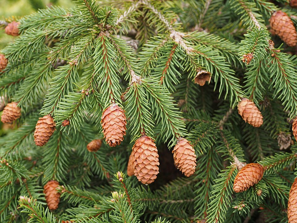 Picea abies 'Pusch' (Pusch Norway Spruce) (alternate view 3)