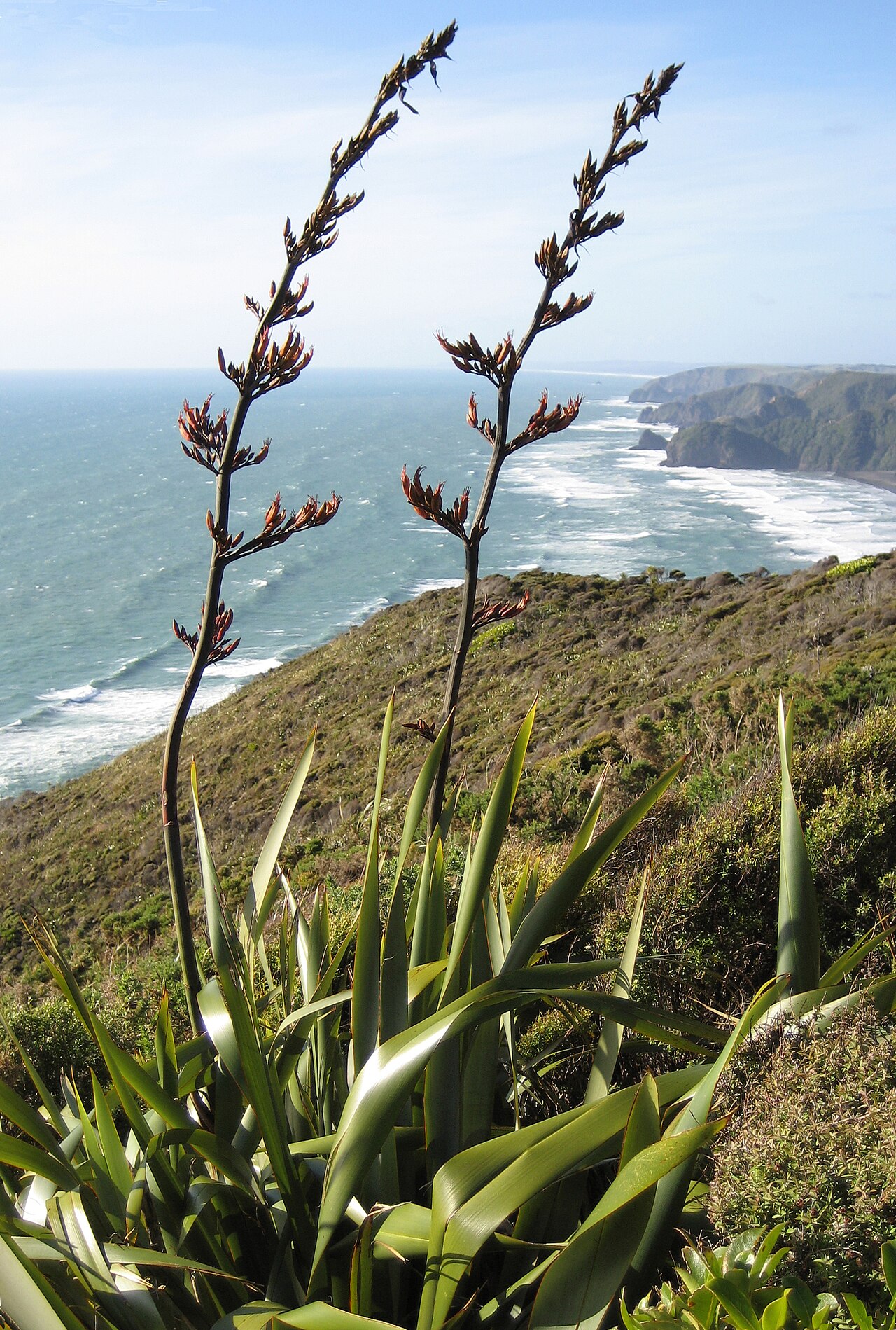 Phormium tenax (New Zealand flax)