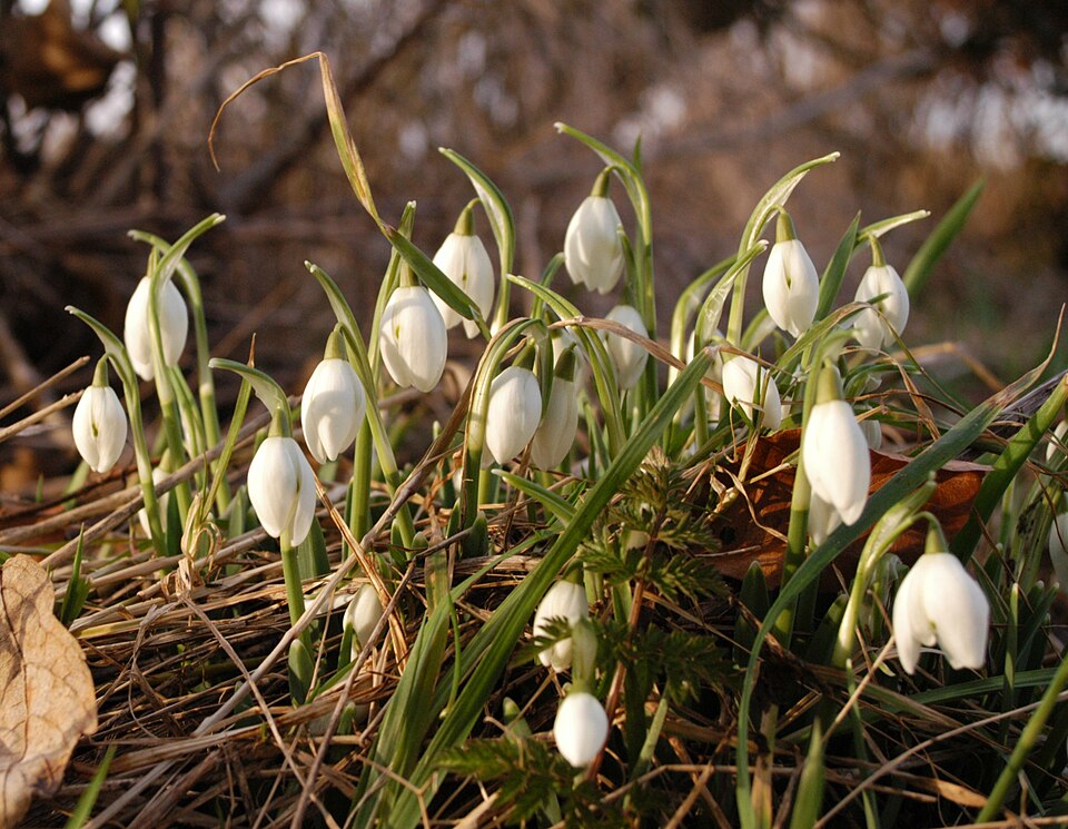 Galanthus nivalis (Common Snowdrop) (alternate view 8)