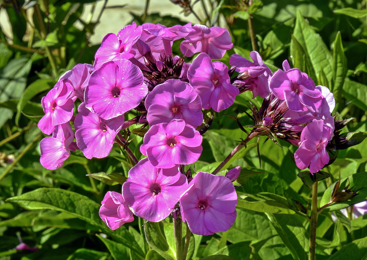 Phlox paniculata (Garden Phlox)
