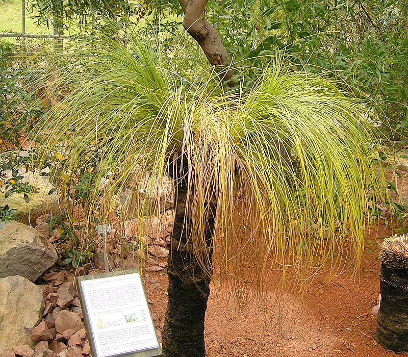 Xanthorrhoea johnsonii (Forest Grasstree) (alternate view 7)