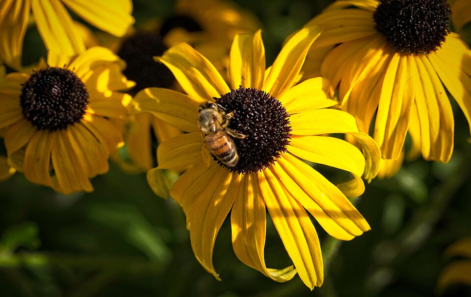 Rudbeckia × 'American Gold Rush' (American Gold Rush Black-Eyed Susan)