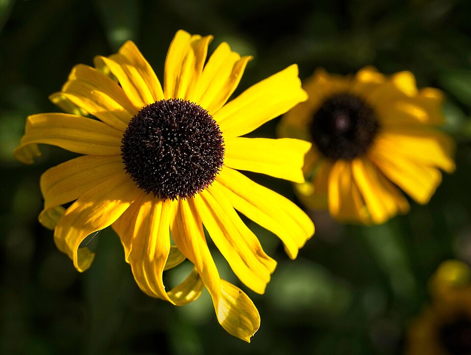 Rudbeckia × 'American Gold Rush' (American Gold Rush Black-Eyed Susan) (alternate view 2)