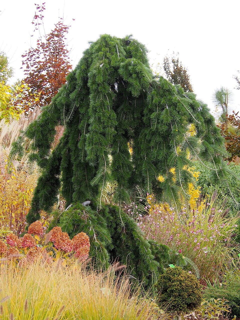 Pseudotsuga menziesii 'Graceful Grace' (Graceful Grace Douglas Fir)