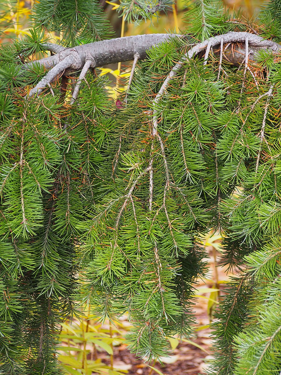Pseudotsuga menziesii 'Graceful Grace' (Graceful Grace Douglas Fir) (alternate view 2)