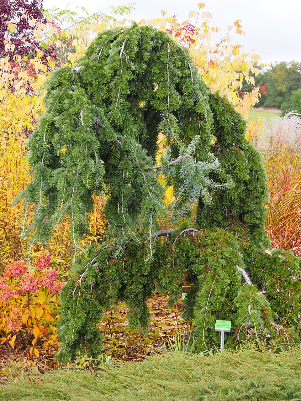 Pseudotsuga menziesii 'Graceful Grace' (Graceful Grace Douglas Fir) (alternate view 3)