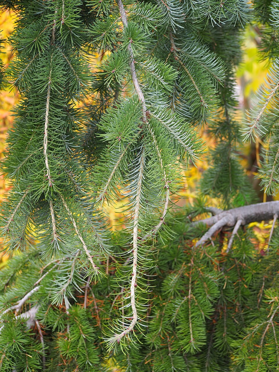 Pseudotsuga menziesii 'Graceful Grace' (Graceful Grace Douglas Fir) (alternate view 4)