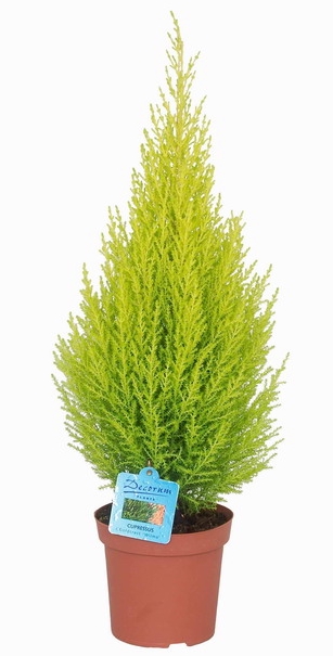 Cupressus macrocarpa 'Goldcrest' (Goldcrest Monterey Cypress) (alternate view 2)