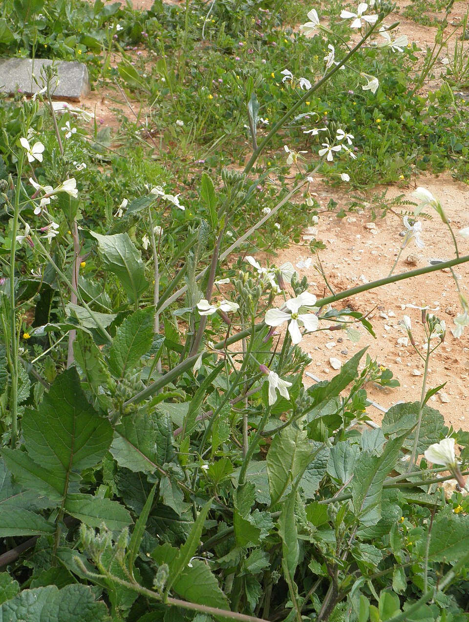 Raphanus raphanistrum (Wild radish)