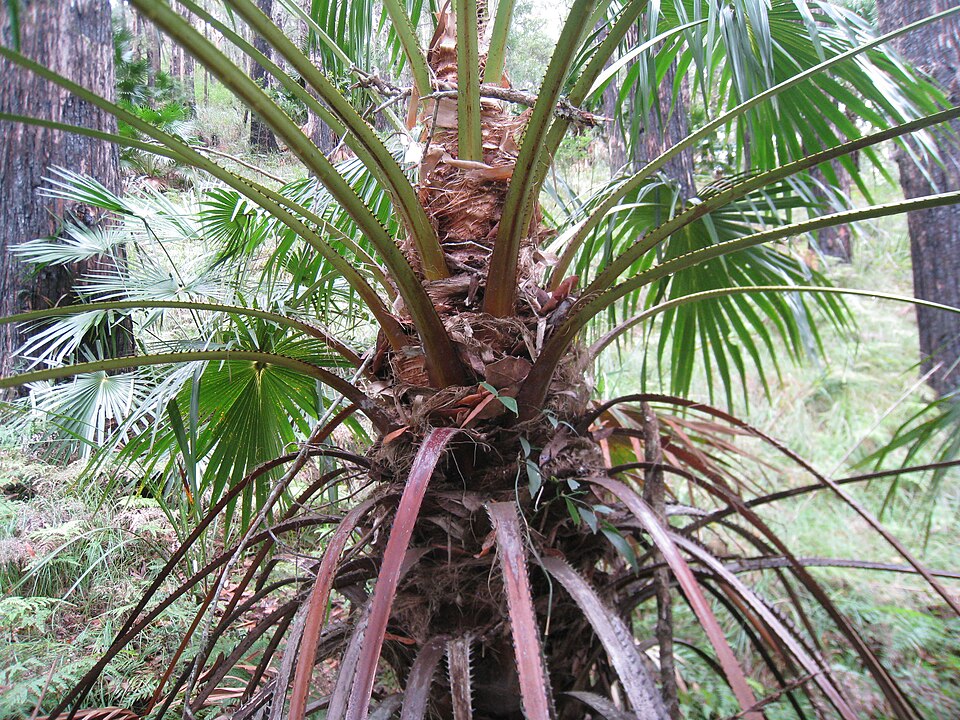 Livistona australis (Australian Fan Palm) (alternate view 8)