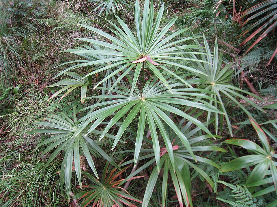 Livistona australis (Australian Fan Palm) (alternate view 9)
