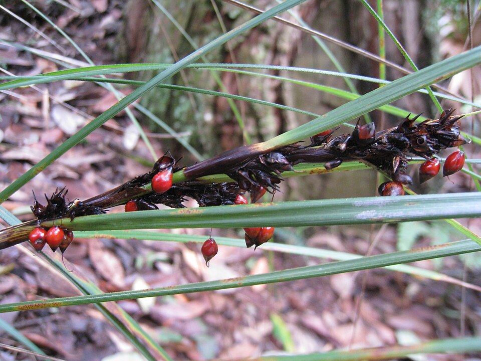 Gahnia aspera (Red-berried Saw-sedge) (alternate view 2)